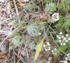 Petrosedum sediforme