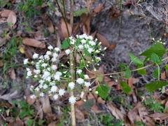 Ageratina jucunda
