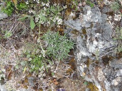 Petrosedum sediforme