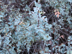 Berberis fremontii