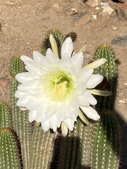 Trichocereus spachianus