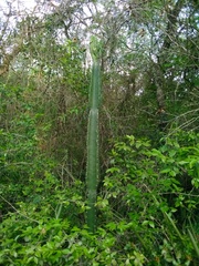 Cereus stenogonus