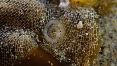 Corambe pacifica