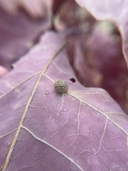 Acraspis pezomachoides