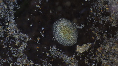 Corambe pacifica