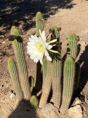 Trichocereus spachianus