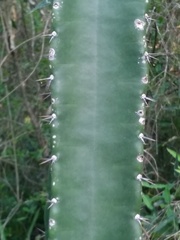 Cereus stenogonus