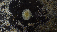 Corambe pacifica