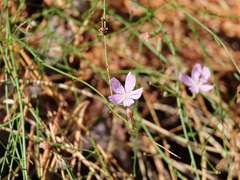 Stephanomeria tenuifolia