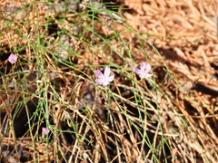 Stephanomeria tenuifolia