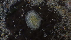 Corambe pacifica