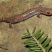 Big Levels Salamander - Photo (c) Ty Smith, some rights reserved (CC BY-NC), uploaded by Ty Smith