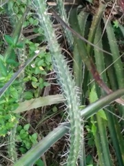 Praecereus euchlorus