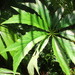Begonia thiemei - Photo (c) Luis Angel Aguilar Orea, alguns direitos reservados (CC BY-NC), uploaded by Luis Angel Aguilar Orea