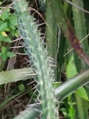 Praecereus euchlorus