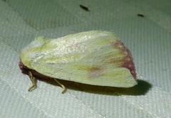 Thurberiphaga diffusa