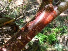 Betula occidentalis