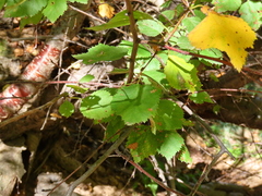 Betula occidentalis