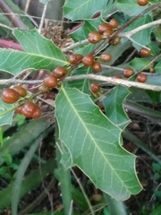 Maytenus ilicifolia