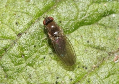 Ephydroidea