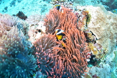 Amphiprion