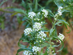 Lepidium montanum