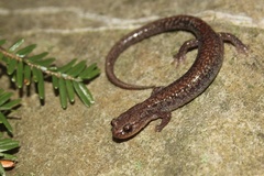 Plethodon sherando