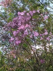 Tanaecium dichotomum