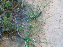 Lepidium montanum