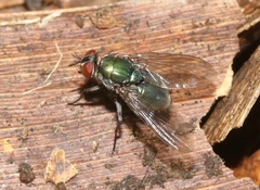 Dyscritomyia