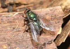 Dyscritomyia