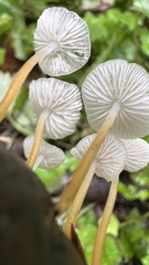 Strobilurus trullisatus