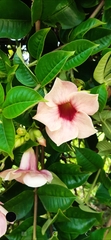 Allamanda blanchetii