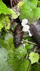 Strobilurus trullisatus