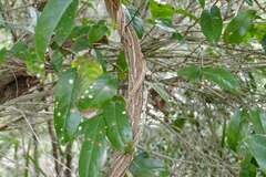 Celastrus subspicatus