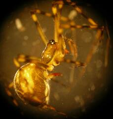 Arcuphantes arcuatulus