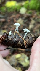 Strobilurus trullisatus