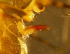 Arcuphantes arcuatulus