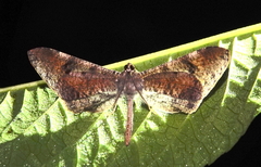 Macrosoma conifera