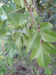 Heteromorpha arborescens abyssinica