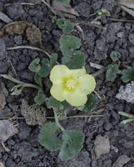 Malvella leprosa
