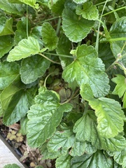 Pelargonium rodneyanum