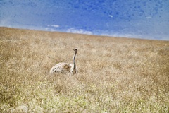 Struthio camelus massaicus