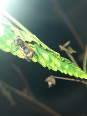 Pachodynerus nasidens