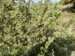 Juniperus