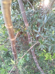 Heteromorpha arborescens abyssinica