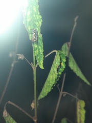 Pachodynerus nasidens