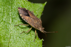 Hypselonotini