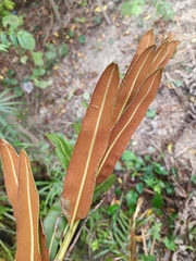 Acrostichum danaeifolium