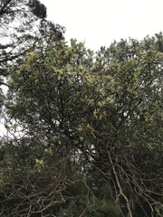 Eremophila mitchellii